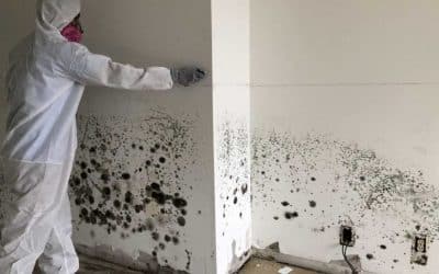 Mold Remediation Process: From Inspection to Removal