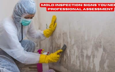 Mold Inspection: Signs You Need Professional Assessment